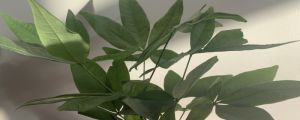 發(fā)財樹換盆時間，換盆后多久澆水