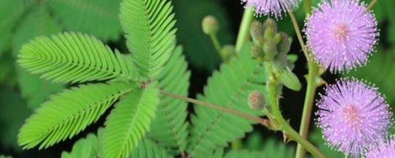 含羞草種子幾月份成熟，含羞草幾月份播種最好