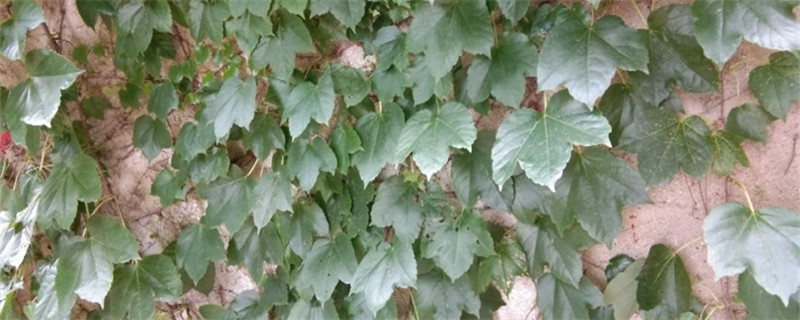 爬山虎怎么去除，冬季室外是否落葉