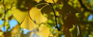 銀杏樹種植位置與風(fēng)水（方位、禁忌）