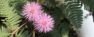 含羞草開花嗎，含羞草開花圖片