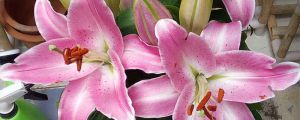 百合花什么時(shí)候開(kāi)花，百合花的圖片