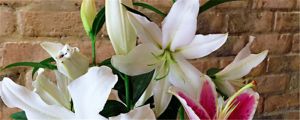 香水百合一年開幾次花，香水百合花語