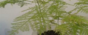 文竹幾月份發(fā)芽，文竹的生長季節(jié)在幾月份