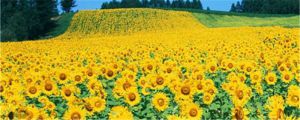 向日葵什么時(shí)候開花，向日葵圖片
