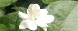 茉莉花長什么樣子，茉莉花代表什么