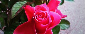 玫瑰花盆栽可以放在室內(nèi)嗎，怎么養(yǎng)可以放室內(nèi)