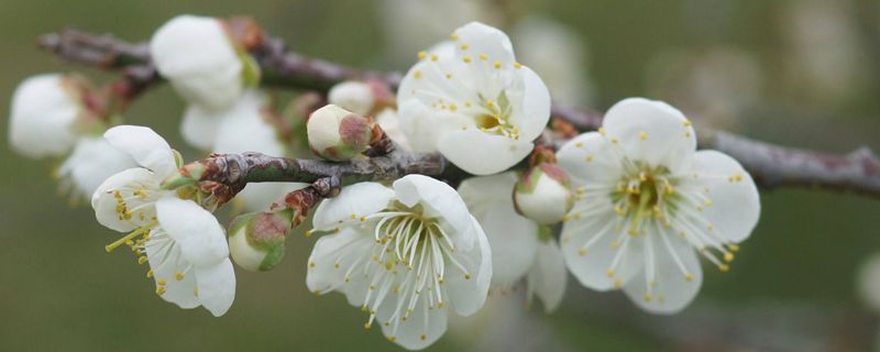 臘梅在風(fēng)水學(xué)什么比喻，適合種庭院?jiǎn)? title=