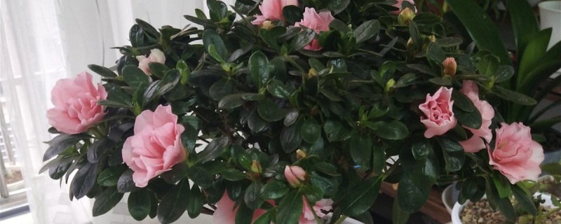 杜鵑如何養(yǎng)護(hù)四季開(kāi)花，如何換盆