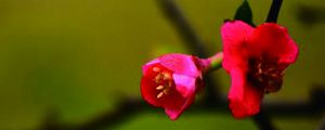 家里養(yǎng)海棠花吉利嗎，家里養(yǎng)什么花不吉利