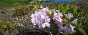 杜鵑開花后如何修剪，怎么澆水