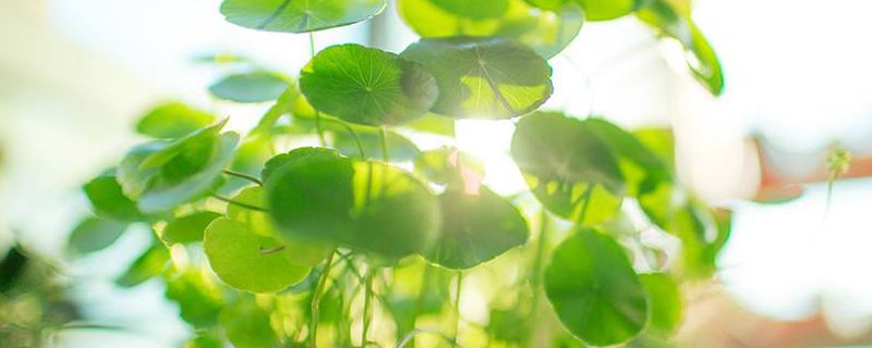銅錢草可以泡水喝嗎，要曬干嗎
