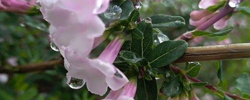 丁香花不開(kāi)花怎么辦，丁香花的花期多長(zhǎng)