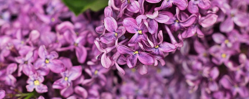 盆栽丁香花怎么過冬，冬天丁香花的葉子會掉光嗎