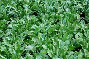 這種“草”，人們用它來防感冒，效果很好，從小吃到大