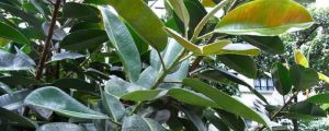 橡皮樹每盆栽三株好嗎，放在哪里旺風水？