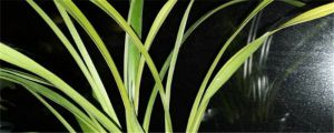 怎么養(yǎng)蘭花根能再發(fā)芽，有芽了怎么種植