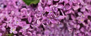 丁香花如何給水，丁香花根部積水怎么辦