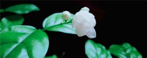 茉莉花安全越冬的方法，茉莉花會被凍死嗎