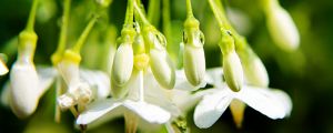 盆栽茉莉花怎么養(yǎng)，茉莉花需要修剪嗎