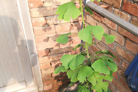 銀杏樹(shù)