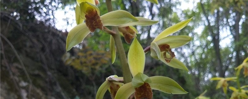 蘭花抽芽怎么管理，怎樣疏芽