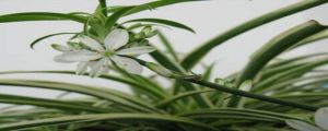 吊蘭開花預示著什么