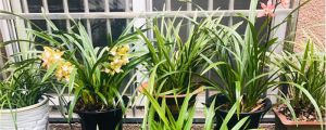 蘭花獨(dú)苗怎么養(yǎng)，怎樣讓蘭花獨(dú)苗提前發(fā)芽