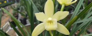 怎么能讓蘭花長根發(fā)芽，發(fā)新芽要注意什么