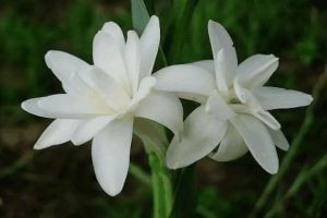 臥室里這7種花千萬(wàn)不能養(yǎng)，不然麻煩就大了！