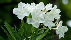 夾竹桃可以放室內養(yǎng)嗎