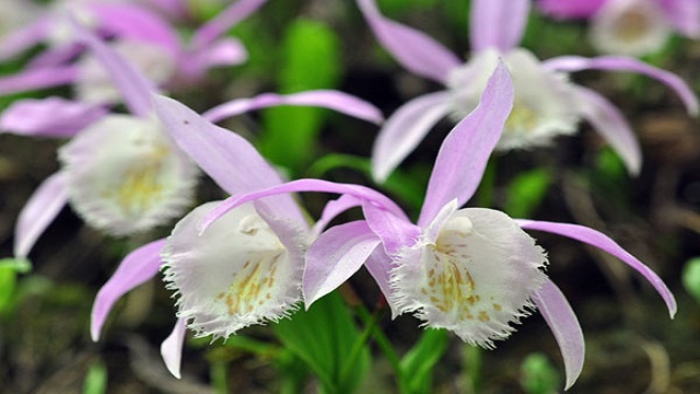一葉蘭開(kāi)花預(yù)示著什么