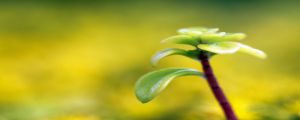 陽臺如何養(yǎng)燕子掌，需要注意什么