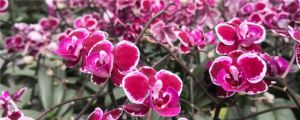 蘭花用什么肥可以多開花，自制蘭花肥料方法
