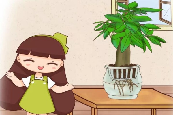 老祖宗的風(fēng)水經(jīng)，家里風(fēng)水是福是窮，就看這盆花！