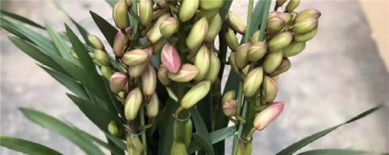 蘭花發(fā)芽了是不是就代表快開(kāi)花了