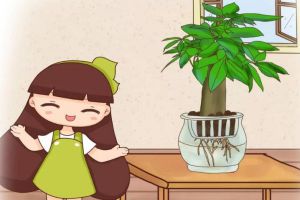 老祖宗的風(fēng)水經(jīng)，家里風(fēng)水是福是窮，就看這盆花！