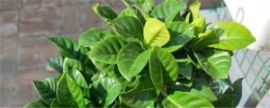 梔子花怎么催長(zhǎng)花苞，花苞長(zhǎng)得慢怎么辦