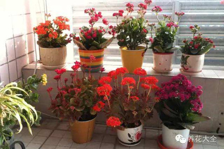 長壽花