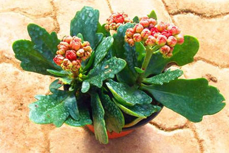 長壽花