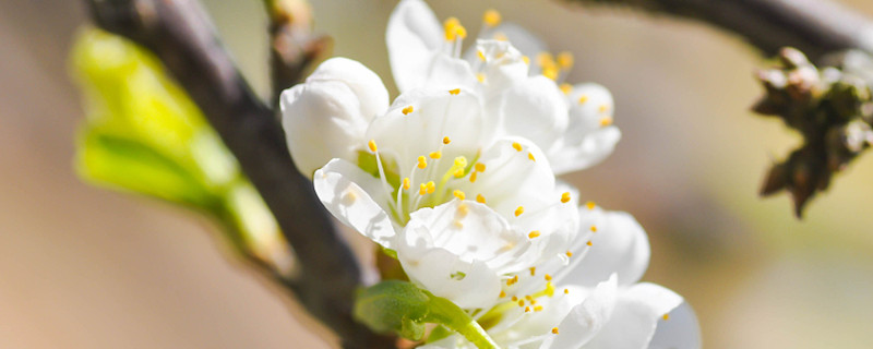 梅花修剪時間和方法，梅花修剪后的傷口如何處理