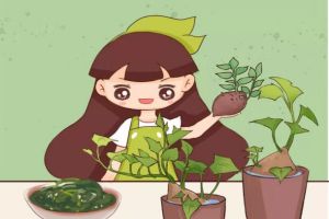 夏天快吃長壽菜，路邊到處都是，掐根枝扔水里就活！