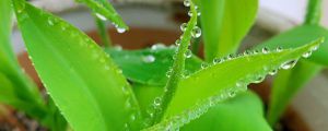 陽臺如何養(yǎng)鈴蘭，需要注意什么