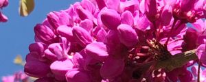 陽臺如何養(yǎng)紫荊，需要注意什么