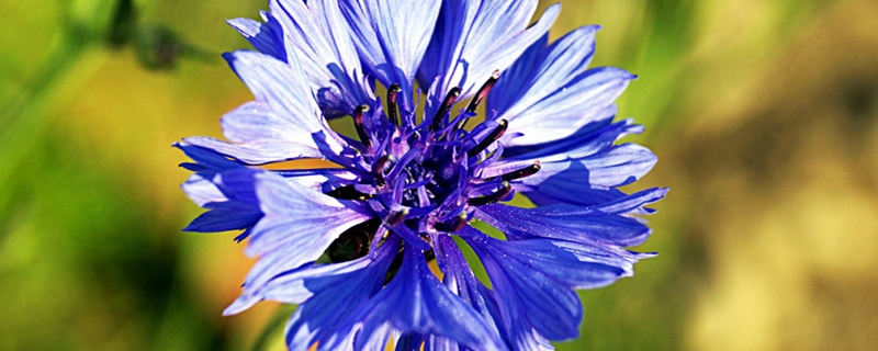 陽臺如何養(yǎng)矢車菊，需要注意什么