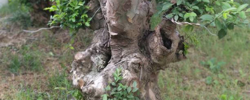 榆樹如何養(yǎng)根，老榆樹樁沒根能栽活嗎