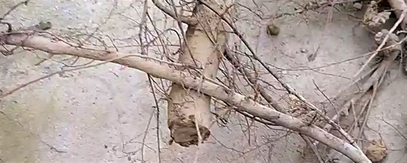 榆樹下山樁的栽培技巧，根部怎么處理