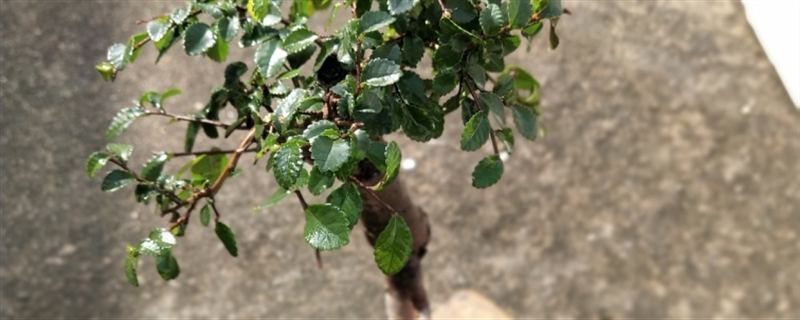 榆樹(shù)怎么修剪好看，大小榆樹(shù)修剪方法