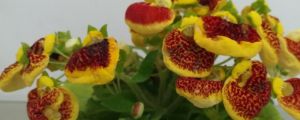 陽(yáng)臺(tái)如何養(yǎng)荷包花，需要注意什么