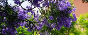 陽臺(tái)如何養(yǎng)藍(lán)花楹，需要注意什么